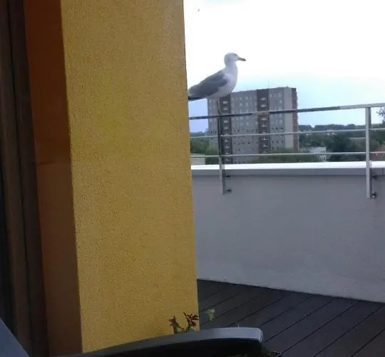 Wysmienity Miodowy Kolobrzeg